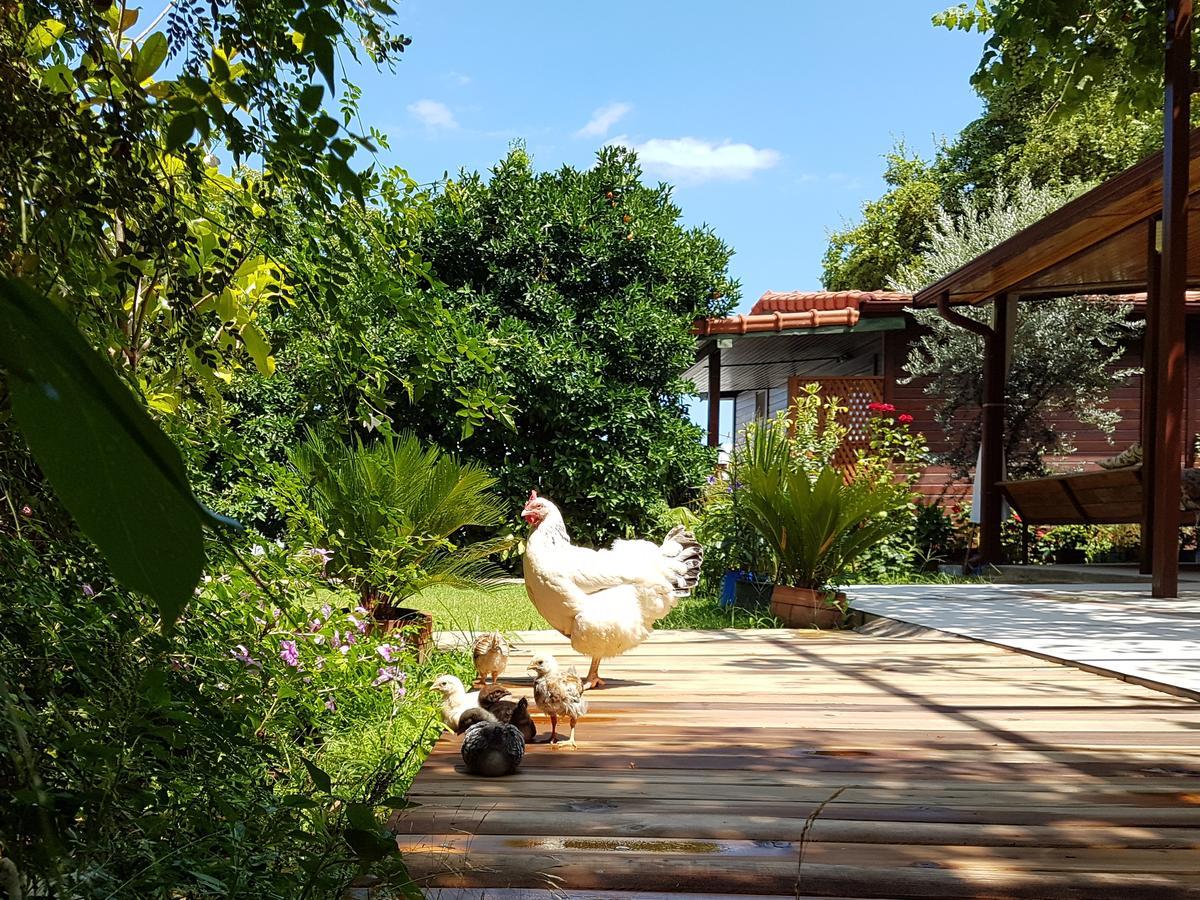 Aygun Pension Tekirova Zewnętrze zdjęcie